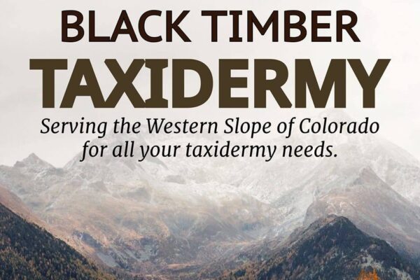 Black Timber taxidermy #1
